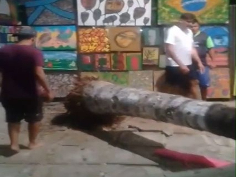 Assista vídeo: Coqueiro cai e atinge mulher na beira mar em Fortaleza