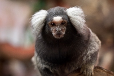O meio norte do Brasil tem macacos? Tem sim senhor! E vários