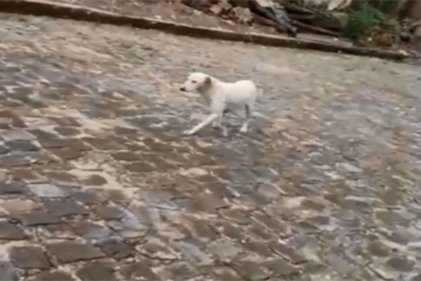 Assista ao vídeo: Mulher abandona cãozinho na porta de abrigo de animais e causa revolta em Teresina
