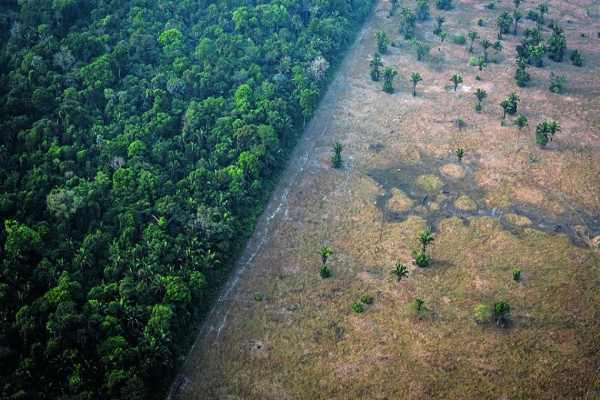 Artigo questiona o desmatamento dos babaçuais e áreas naturais para expansão do Matopiba no Meio Norte