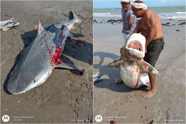 A verdade sobre o tamanho do Tubarão e onde foi capturado em Luís Correia, no litoral do Piauí