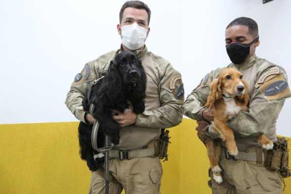 Timon é a primeira cidade do interior do Maranhão a ter um Núcleo de Operações Policiais com Cães Farejadores