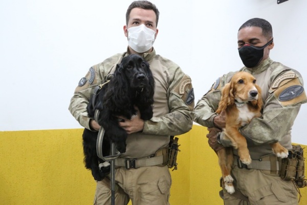 Conheça Radar e Dax, os cãezinhos de Timon que são o terror dos traficantes de drogas