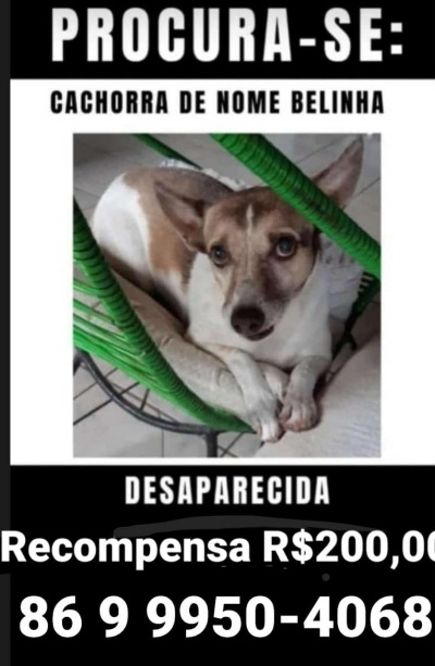Timonense oferece recompensa de 200 reais para quem encontrar cadelinha desaparecida