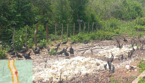 Absurdo ! Secretaria flagra frangos mortos com mal cheiro jogados perto de casas em Timon