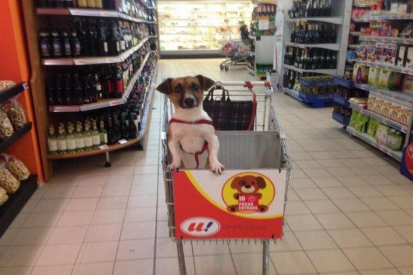 Teresina autoriza animais domésticos em supermercados