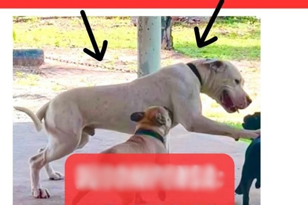Tutor paga em Timon mil reais para quem encontrar cachorro dele desaparecido