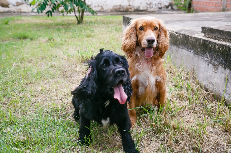 Dois simpáticos cãezinhos são um terror contra o tráfico de drogas em Timon e região