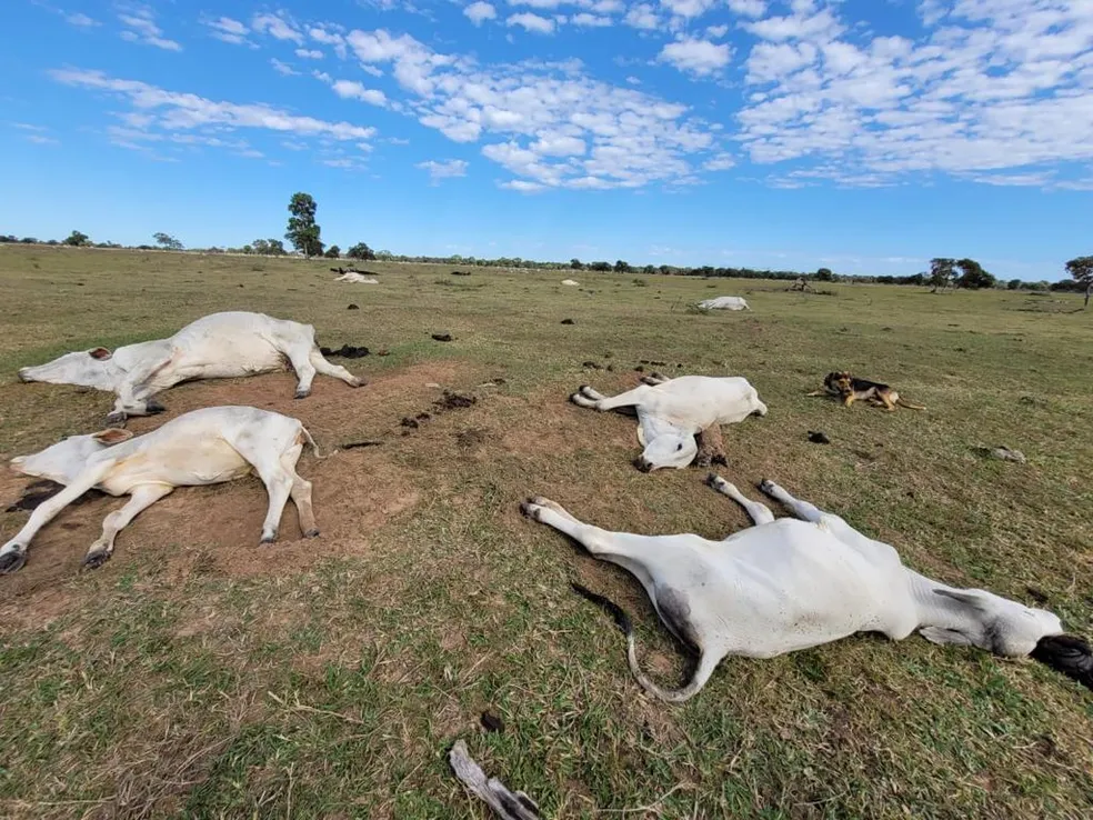 Frio mata mais de mil cabeças de gado no Mato Grosso do Sul; Prejuízo passa de 3 milhões