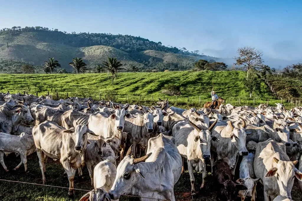 Censo IBGE : 11 estados do Brasil tem mais cabeças de gado que pessoas