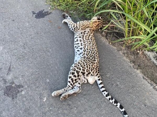 Morte de animal silvestre atropelado expõe falta de sinalização em rodovia no Piauí