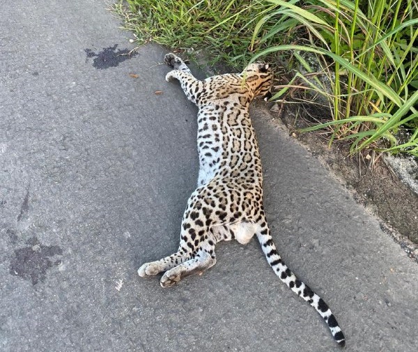 Morte de animal silvestre atropelado expõe falta de sinalização em rodovia no Piauí