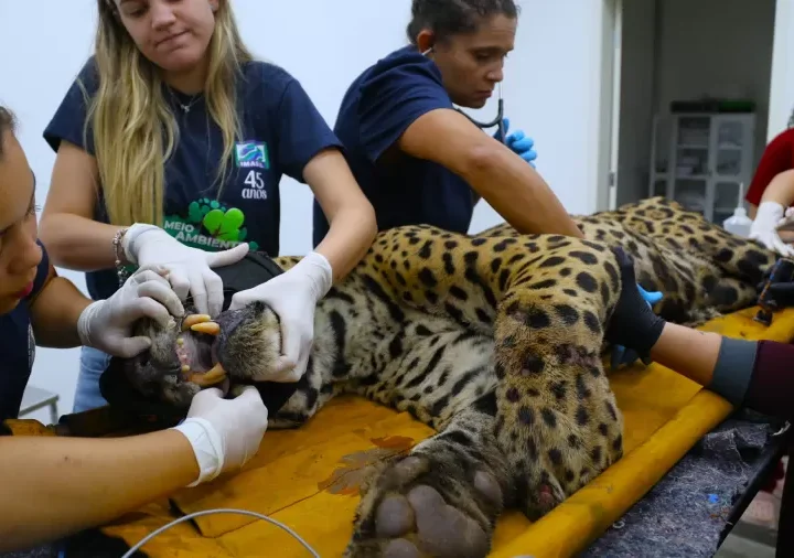 Onça pintada que devorou caseiro foi capturada e está muito doente