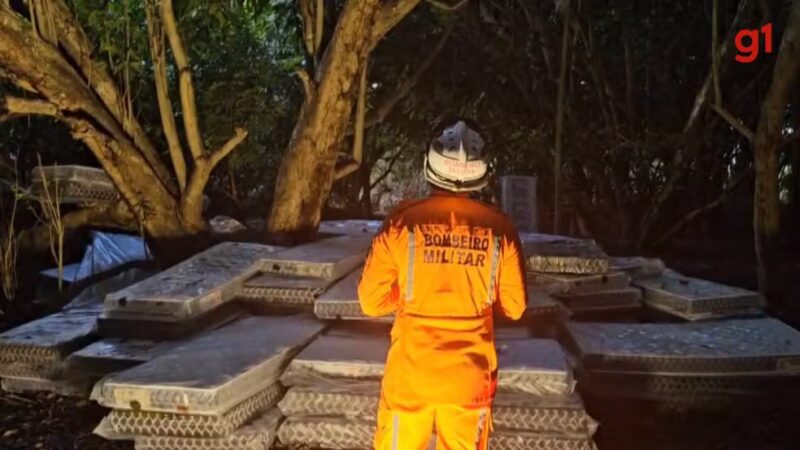 60 horas ! Maranhense segue sem descer de árvore na Bahia