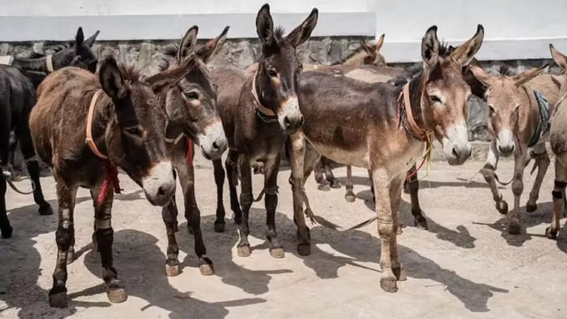 Carne consumida pela China pode extinguir jumentos no Brasil